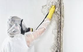 Best Industrial Mold Remediation  in La Vale, MD